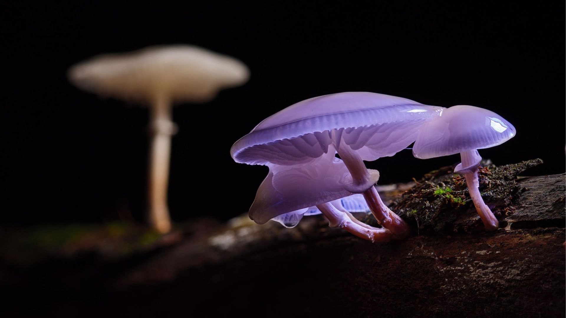 Hongos - Pixabay