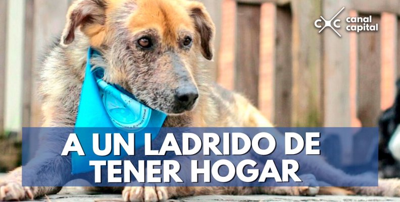 A-UN-LADRIDO-DE-TENER-HOGAR A-UN-LADRIDO-DE-TENER-HOGAR