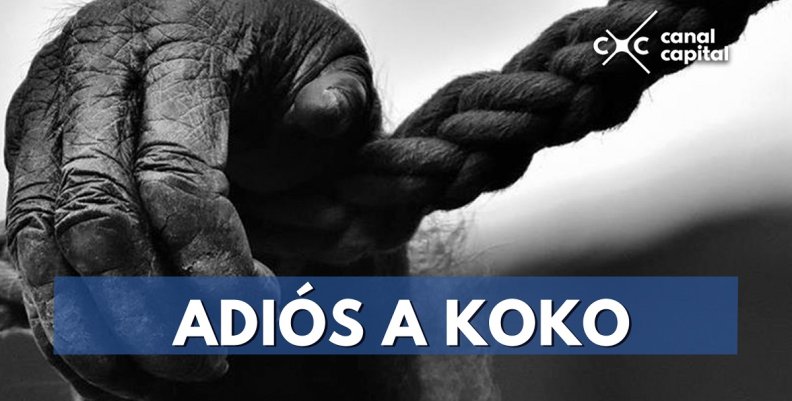 ADIÓS-A-KOKO ADIÓS-A-KOKO