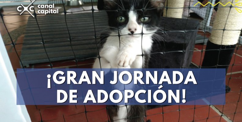 adopción adopción