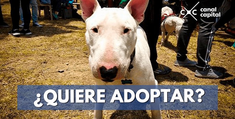 adoptar-min adoptar-min
