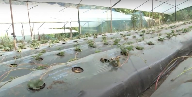 agroquímicos agroquímicos