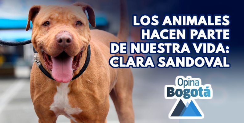 Bogotá, ciudad pionera en protección animal en Colombia Bogotá, ciudad pionera en protección animal en Colombia