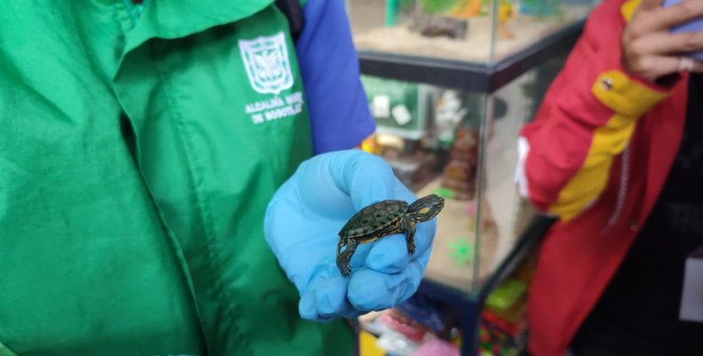 Animales silvestres comercializados en Bogotá Animales silvestres comercializados en Bogotá