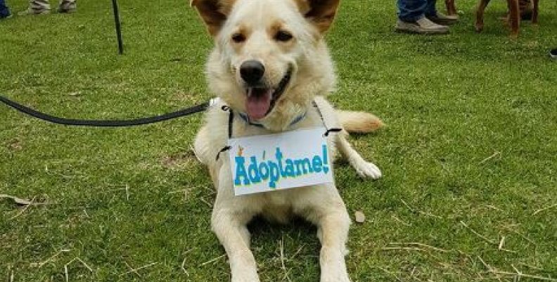 animales animales