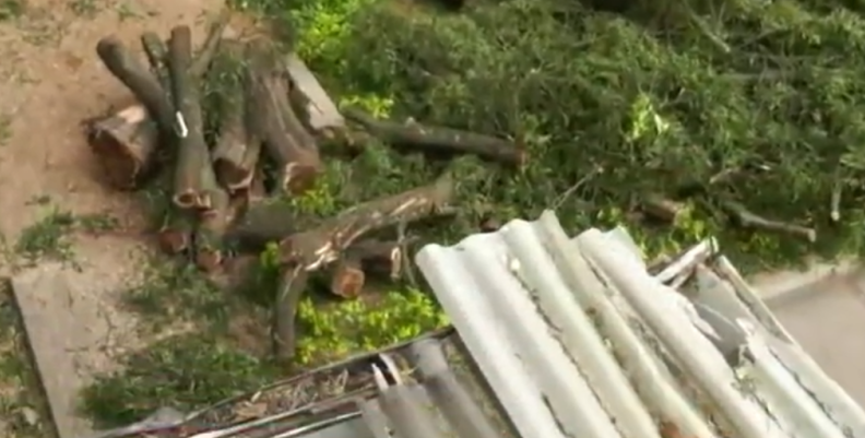 Árbol caído Árbol caído