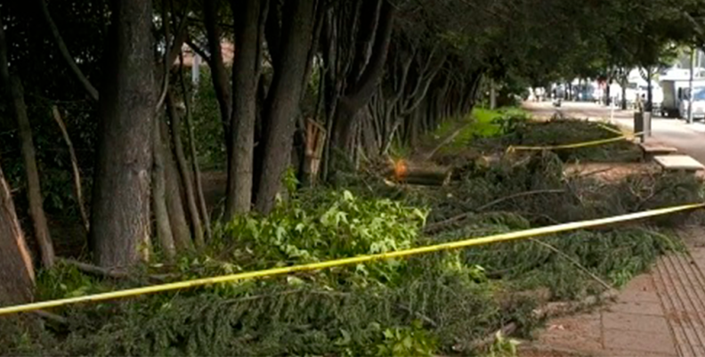 Árbol cayó sobre una familia en Suba Árbol cayó sobre una familia en Suba
