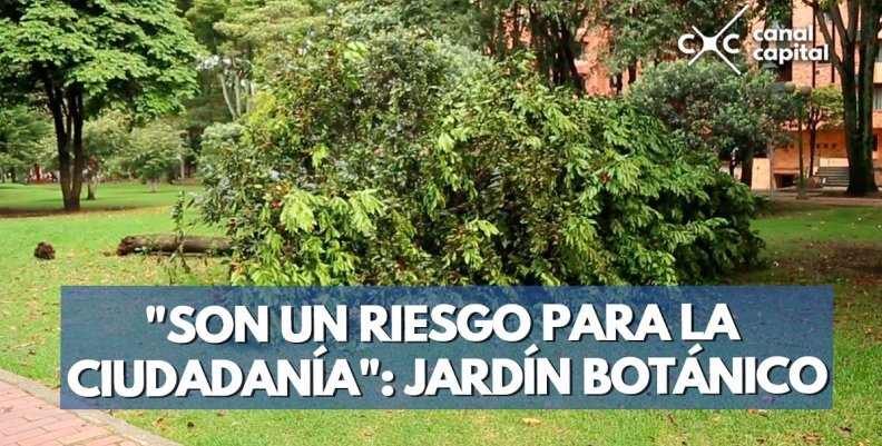 arboles-min arboles-min