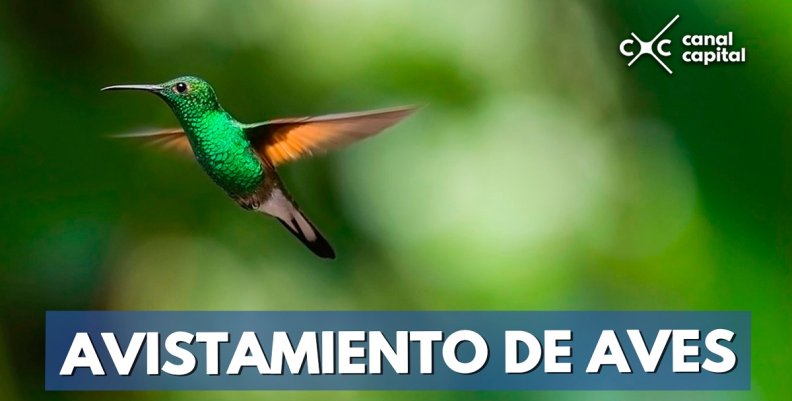 AVISTAMIENTO-DE-AVES AVISTAMIENTO-DE-AVES