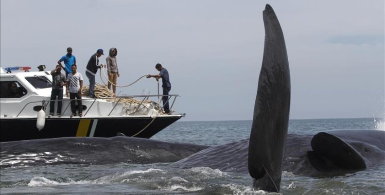 ballenas ballenas