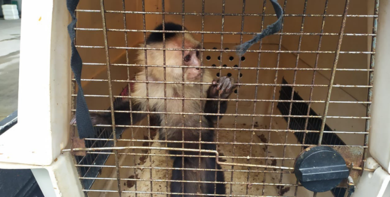 Primate Primate