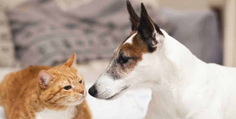 Perro y gato Perro y gato