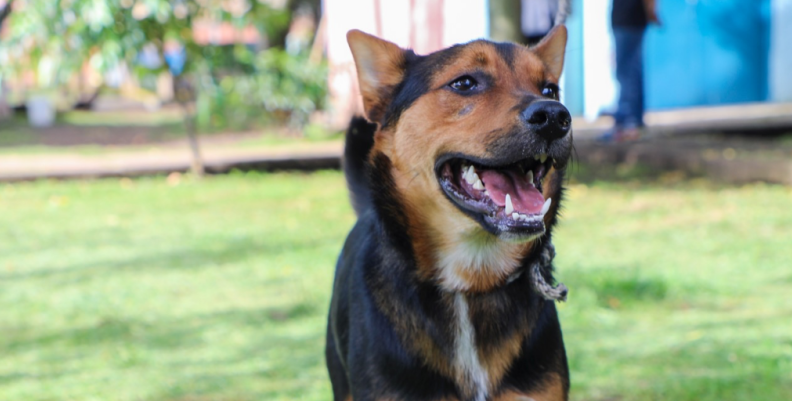 Perro Perro