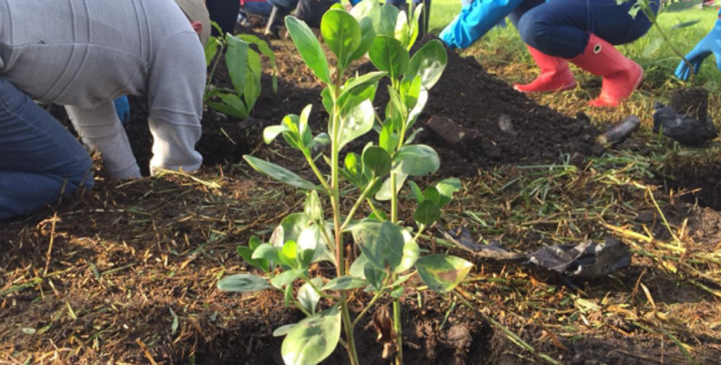 Planta Planta