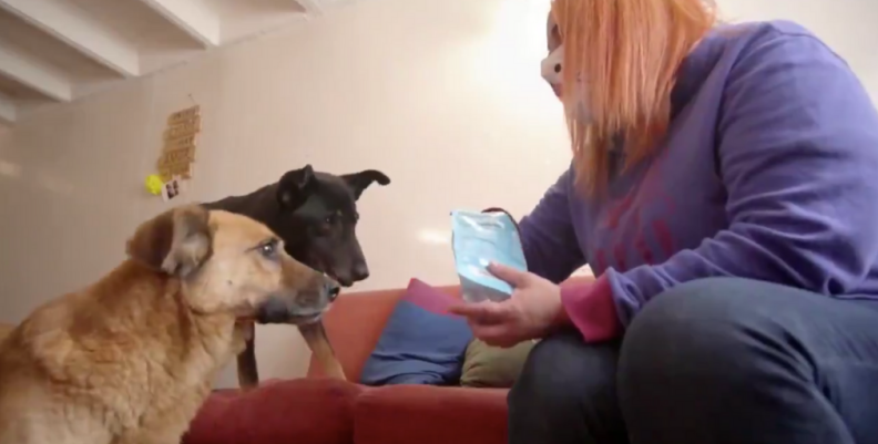 Perros Perros