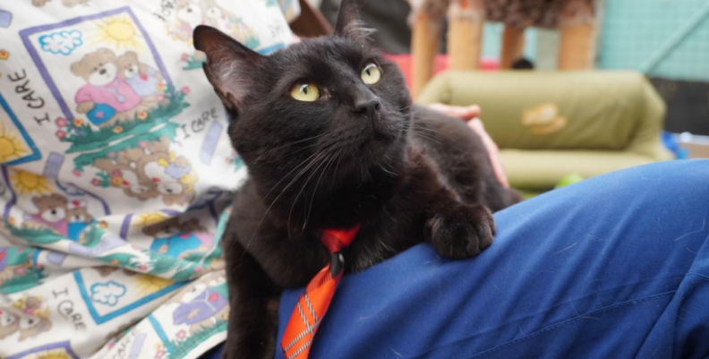 Gato Gato