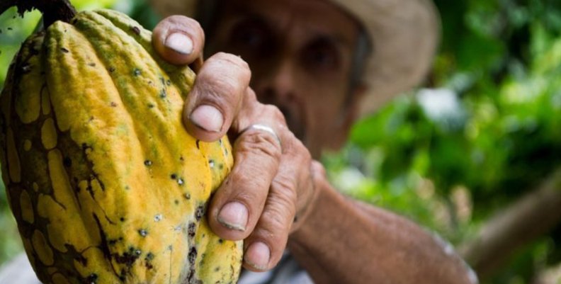 Cacao Cacao