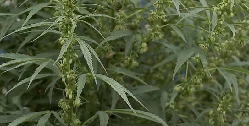 Cannabis_ Cannabis_