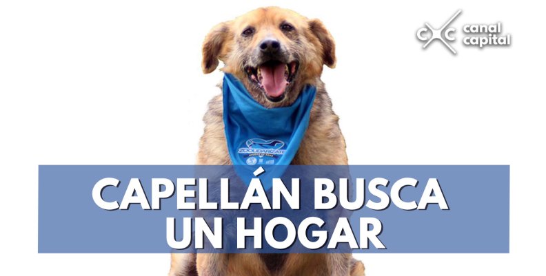 Capellán-busca-un-hogar Capellán-busca-un-hogar