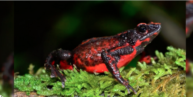 Especies en vía de extinción Especies en vía de extinción