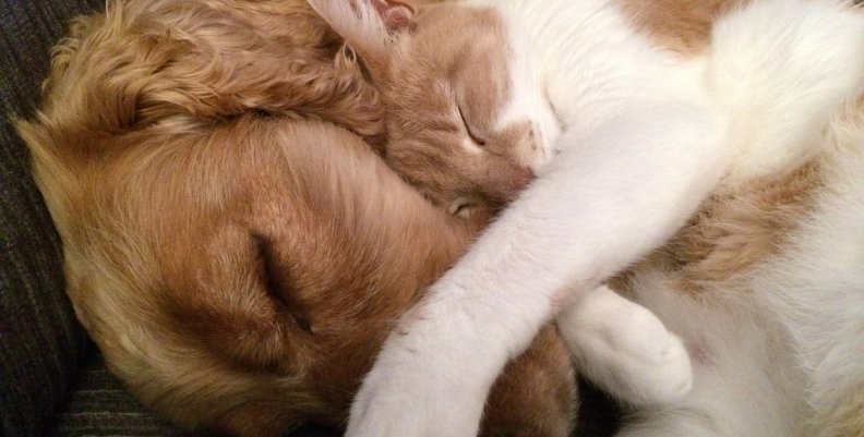Vacunación perros y gatos. Vacunación perros y gatos.