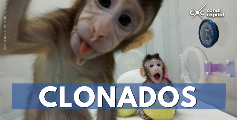 clonados clonados
