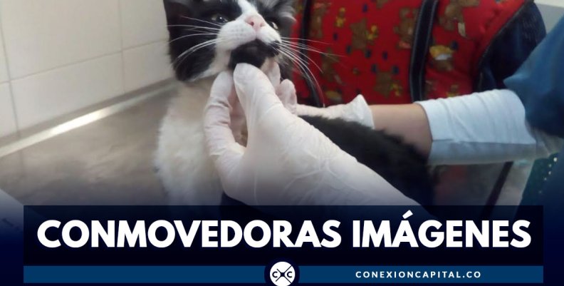 CONMOVEDORAS-IMÁGENES CONMOVEDORAS-IMÁGENES