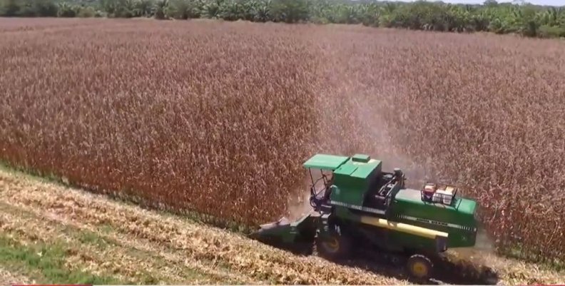 Productores de maíz de Cundinamarca recibirán semillas tecnificadas Productores de maíz de Cundinamarca recibirán semillas tecnificadas