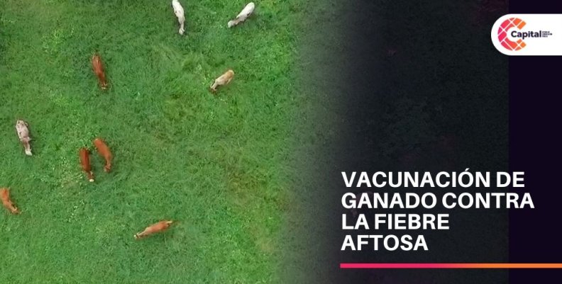 Vacunación contra la fiebre aftosa Vacunación contra la fiebre aftosa
