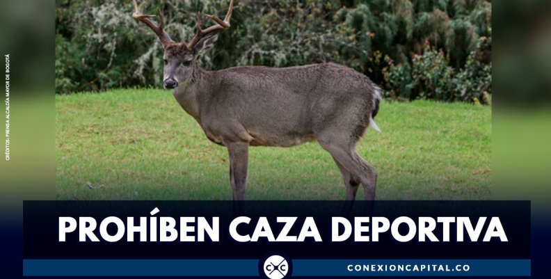 Corte Constitucional prohíbe la caza deportiva en Colombia Corte Constitucional prohíbe la caza deportiva en Colombia