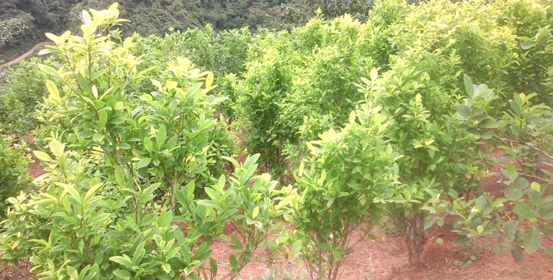 Cultivo de coca/Imagen: Kien y Ke Cultivo de coca/Imagen: Kien y Ke