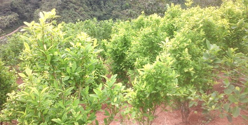 Cultivos_de_la_planta_de_coca_al_fondo_un_bosque_premontano Cultivos_de_la_planta_de_coca_al_fondo_un_bosque_premontano
