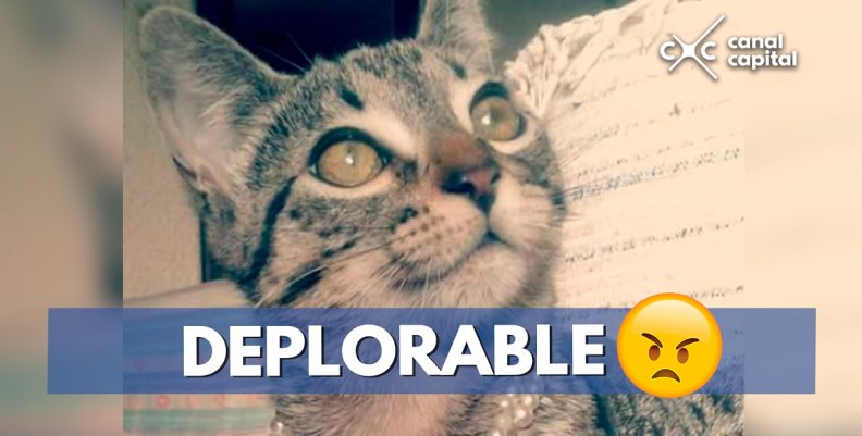 DEPLORABLE DEPLORABLE