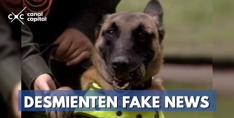Desmienten muerte de perros antiexplosivos en atentado a la Escuela General Santander Desmienten muerte de perros antiexplosivos en atentado a la Escuela General Santander