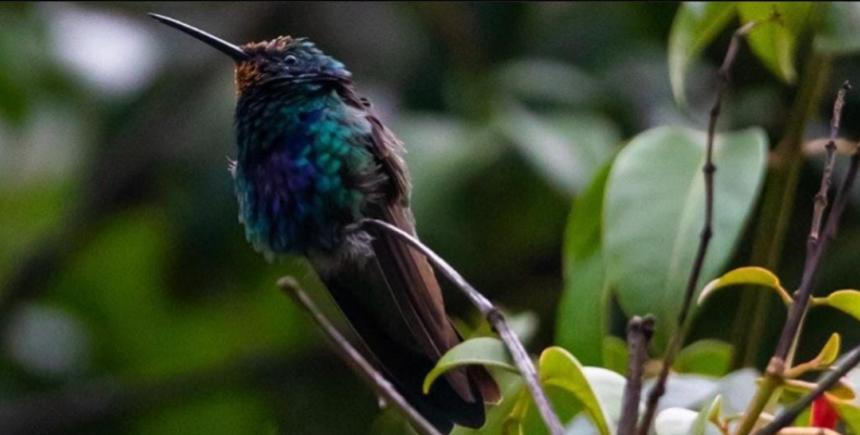 Naturaleza Naturaleza