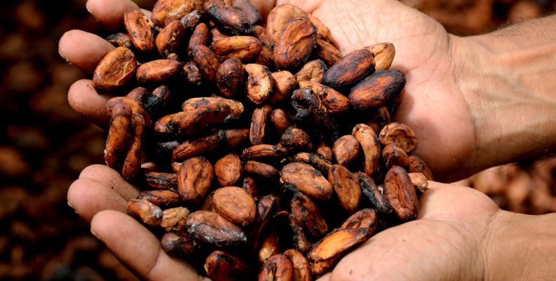 Cacao Cacao