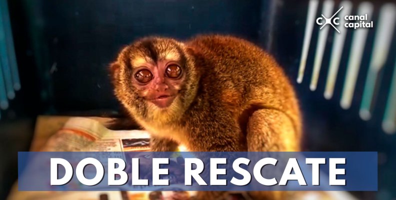 rescata-monos rescata-monos