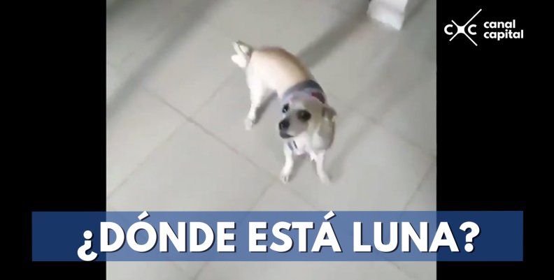 Redes se derriten con la reacción de una perrita al ser "desaparecida" Redes se derriten con la reacción de una perrita al ser "desaparecida"