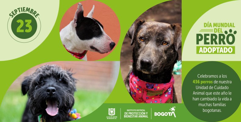 Adopción de perros en Bogotá. Adopción de perros en Bogotá.