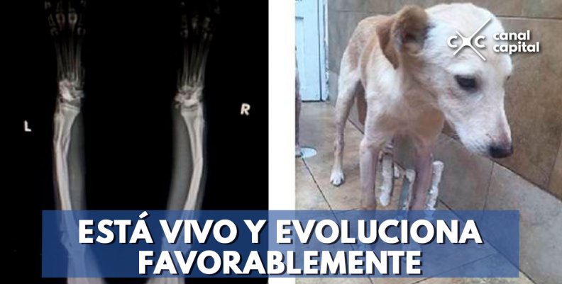 Falsas publicaciones contra el Instituto de Protección Animal Falsas publicaciones contra el Instituto de Protección Animal