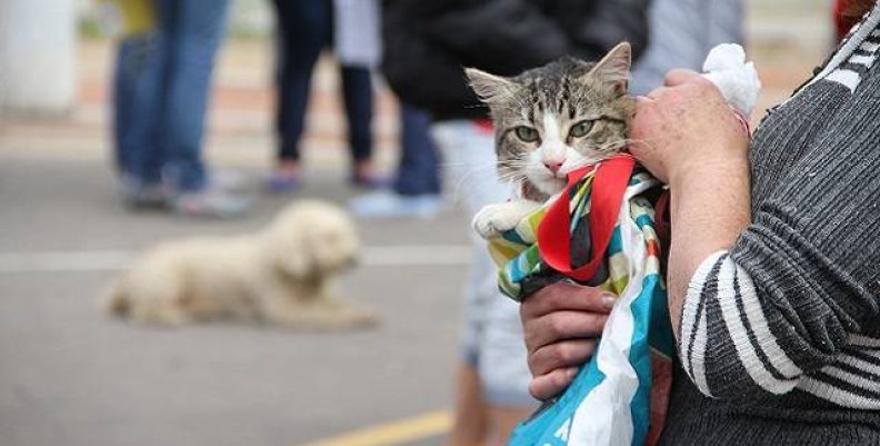 ¡Prográmese! Esterilización gratuita para perros y gatos en Bogotá ¡Prográmese! Esterilización gratuita para perros y gatos en Bogotá