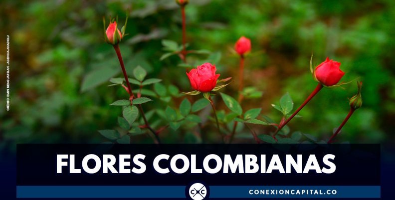 Colombia exporta 35.000 toneladas de flores para la celebración de San Valentín Colombia exporta 35.000 toneladas de flores para la celebración de San Valentín