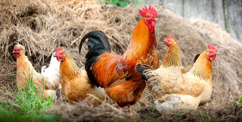 Gallinas Gallinas