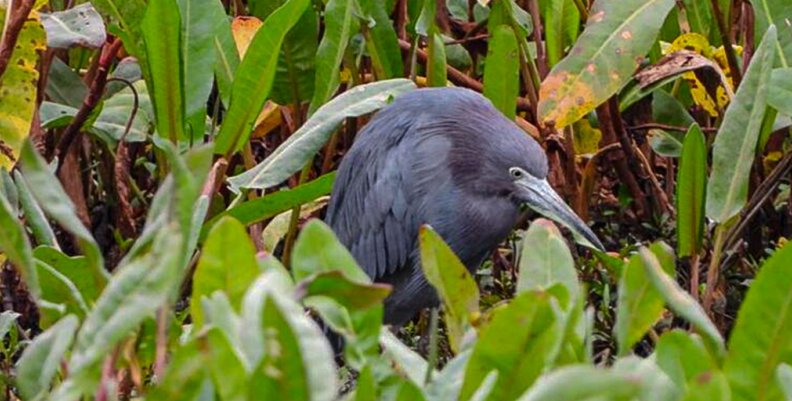 garza azul garza azul