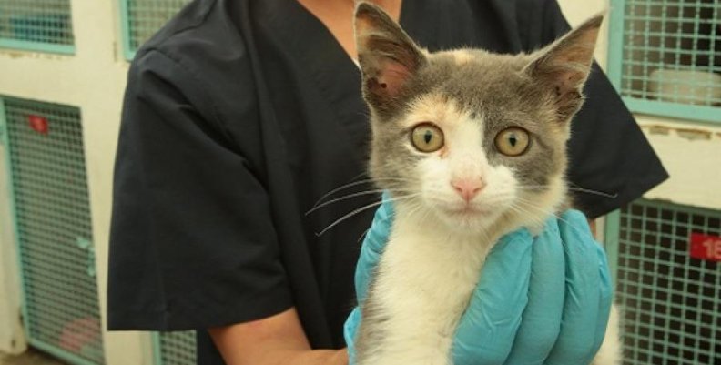gato gato