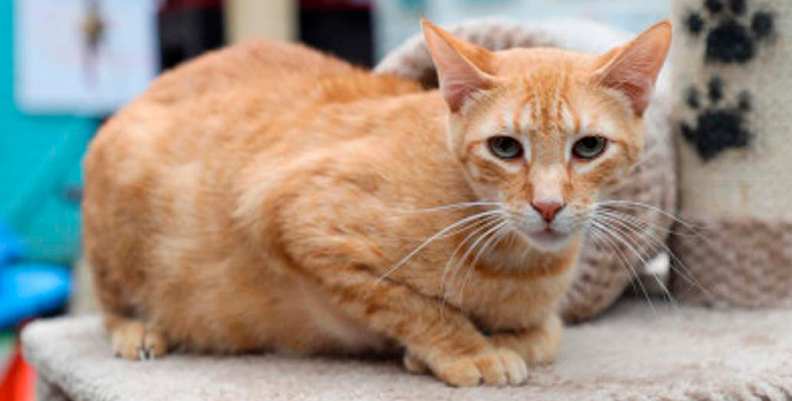 GATOS GATOS