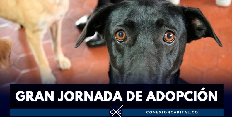 gran-jornada-de-adopción gran-jornada-de-adopción
