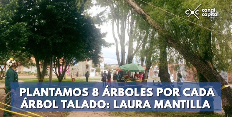 Hemos-plantado-8-árboles-por-cada-árbol-talado--Laura-Mantilla- Hemos-plantado-8-árboles-por-cada-árbol-talado--Laura-Mantilla-