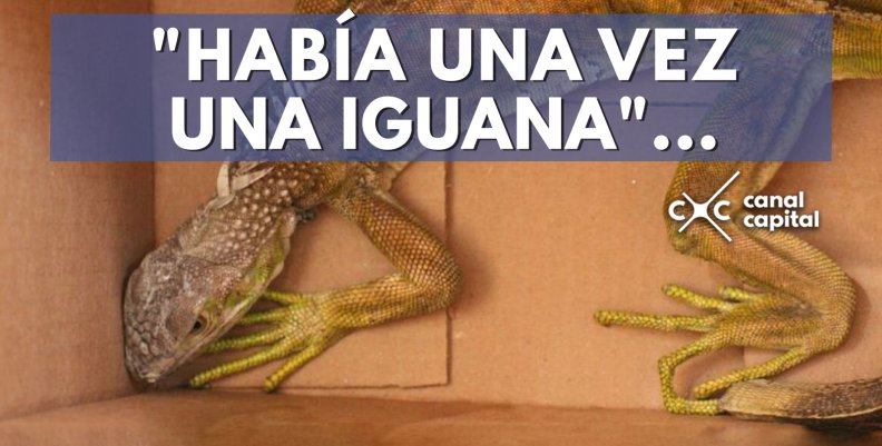 iguana