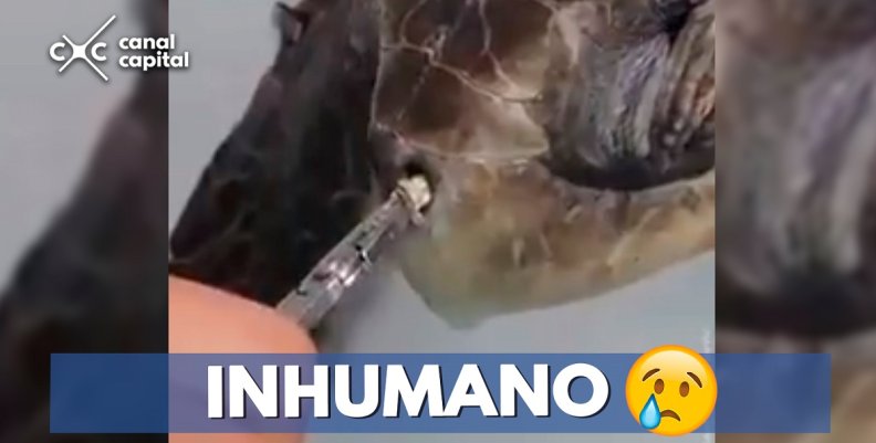 INHUMANO INHUMANO